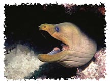 real_eel