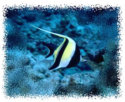 real_moorish_idol_fish