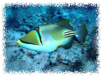 find triggerfish stuffed animals facts and information at the