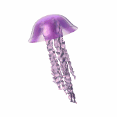 animated_jellyfish