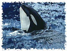 real_killerwhale