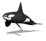 animated_killerwhale