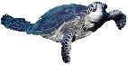 animated_sea_turtle