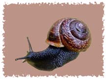 real_snail