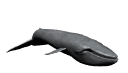 animated whale