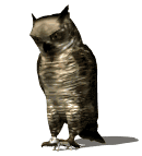 animated_owl