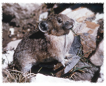 get facts and information about the arctic pika