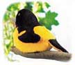 baltimore_oriole