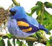 blue_grosbeak
