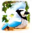 blue_jay