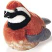 bobwhite