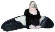 condor