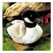 canada_goose