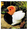 canvasback