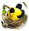 goldfinch
