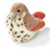 hermit_thrush