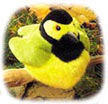 hooded_warbler