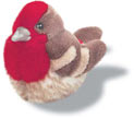 house_finch