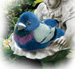 rock_dove