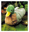 mallard