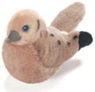 mourning_dove