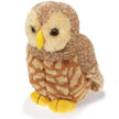 spotted_owl