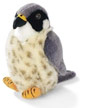 peregrine