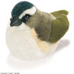 vireo