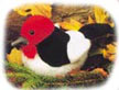 red_headed_woodpecker