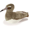 willet