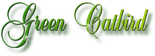 green_catbird_title