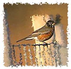 American_Robin