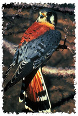 real_kestrel