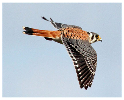kestrel