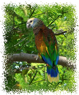 real_st_vincent_parrot