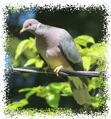 bandtailed_pigeon