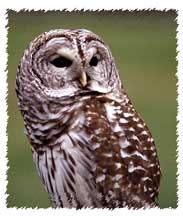 barred_owl