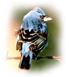 blue_grosbeak