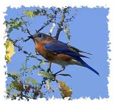 bluebird