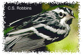 bwwarbler