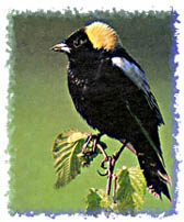 real_bobolink