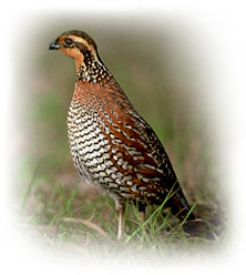 bobwhite_picture