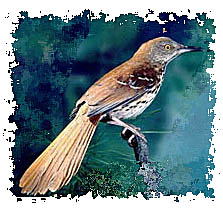 Dan_Sudia_image_copyrighted