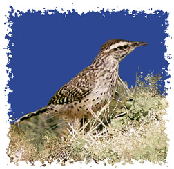 cactus_wren