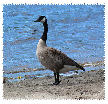 real_canada_goose