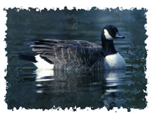 real_canada_goose