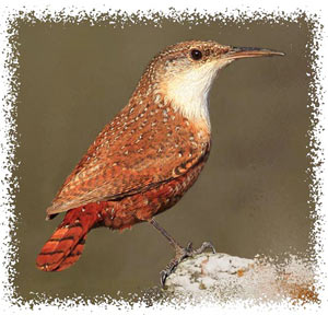real_canyon_wren