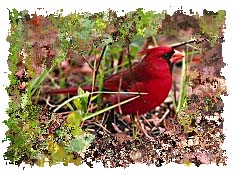 northern_cardinal