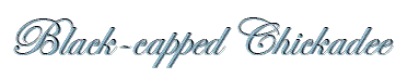 chickadee_title