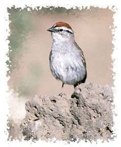 real_chipping_sparrow